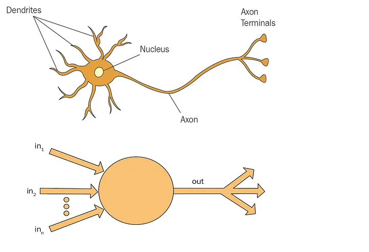 Simplified neuron